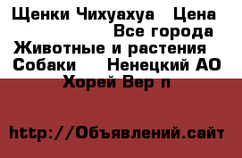 Щенки Чихуахуа › Цена ­ 12000-15000 - Все города Животные и растения » Собаки   . Ненецкий АО,Хорей-Вер п.